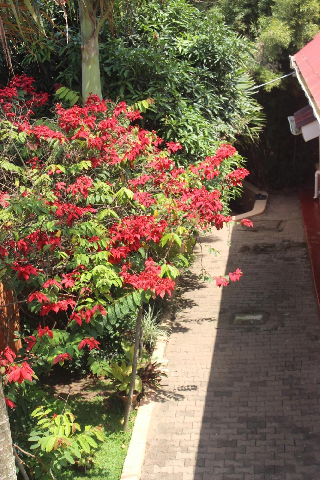 Montane Safaris Hotel Fort Portal Bagian luar foto